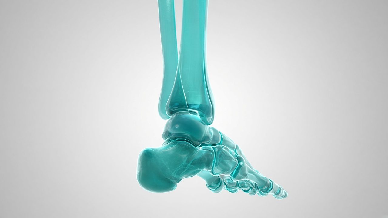 3D-Darstellung eines Sprunggelenks